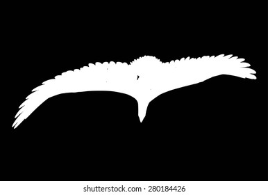 Vector Eagle Poses Silhouette
