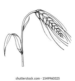 Vector ear of wheat. Black and white engraved ink art. Isolated spice illustration element on white background.