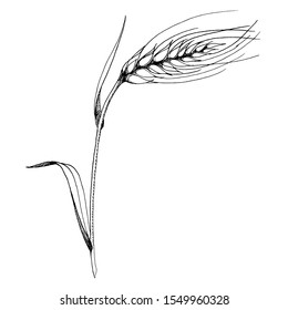 Vector ear of wheat. Black and white engraved ink art. Isolated spice illustration element on white background.