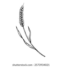 Vector ear of wheat. Graphic ink, eco, organic rye or barley illustration isolated on background. Hand drawn whole bread grains or field cereal nutritious line sketch. For designers, prints, logo