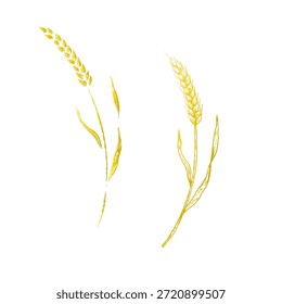 Vector de trigo. Ilustración de tinta gráfica, eco, centeno orgánico o cebada aislada sobre fondo. Granos de pan enteros dibujados a mano o croquis de línea nutritiva de cereales de campo. Para los diseñadores, impresiones, logotipo