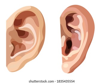 Vector ears in graphic style