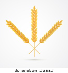 Vector Ears of Wheat Isolated on White Background