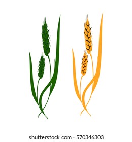 Vector ears of wheat, rye, barley green and gold. Decor for the packaging of flour, bread and cereals all contain.