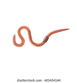 Vector earthworm