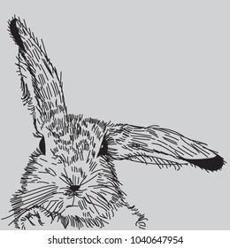 Vector Easter rabbit hand drawn