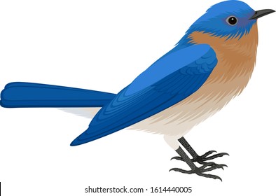 Vector Eastern Bluebird Isolated Illustration