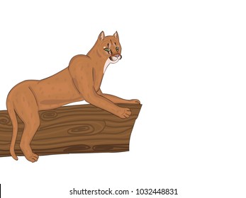 Vector of a eastern puma ( cougar) on a transparent background 