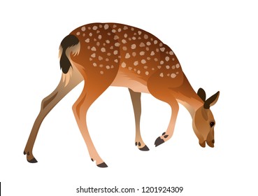 Vector eating doe female spotted deer illustration