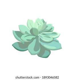 Vector Echeveria on white isolated background, succulent in Flat design style, isolated Stone Rose as a watercolour sketch for prints, stickers, patterns, postcards, icons for social networks.