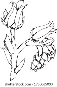 Vector echiveria. Flower sketch hand drawn