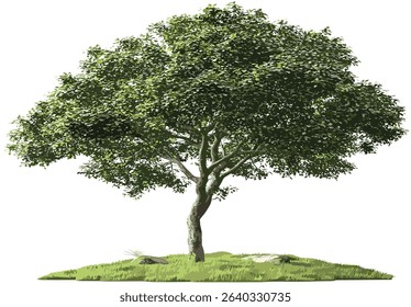 Vector Eco nature trees growth transparent background, standing trees, green growth, eco friendly design, isolated trees, environmental art, nature symbol, eco tree graphics