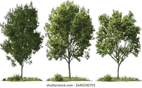 Vector ecology, trees and woods set transparent backgrounds, woodland collection, nature graphics, forest illustrations, environmental art, eco icons, greenery.