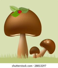 Vector Edible Mushrooms Illustration