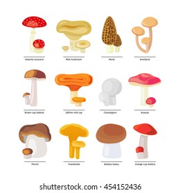 Vector edible mushrooms isolated and fungus icons set