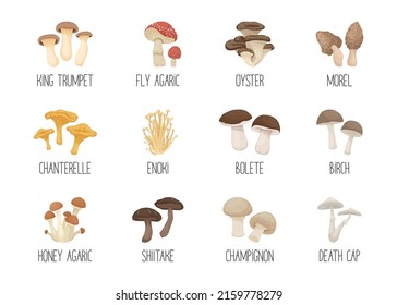 Vector Edible and Poisonous Inedible Mushrooms. Hand Drawn Cartoon Mushroom Icon Set. Different Mushrooms Isolated on White. Fly Agaric, Champignon, Death Cap, Shiitake, Enoki, King Trumpet, Bolete