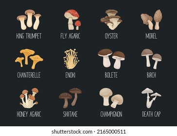 Vector Edible and Poisonous Inedible Mushrooms. Hand Drawn Cartoon Mushroom Icon Set. Different Mushrooms Isolated. Fly Agaric, Champignon, Death Cap, Shiitake, Enoki, King Trumpet, Bolete