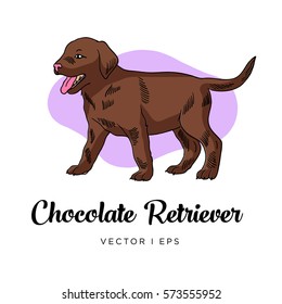 Vector editable colorful image depicting a Chocolate Brown Retriever puppy dog. Isolated on a white background. 