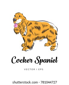 Vector editable colorful image depicting a cocker spaniel dog, standing. Isolated on white background. Hand drawn sketch of an english spaniel.