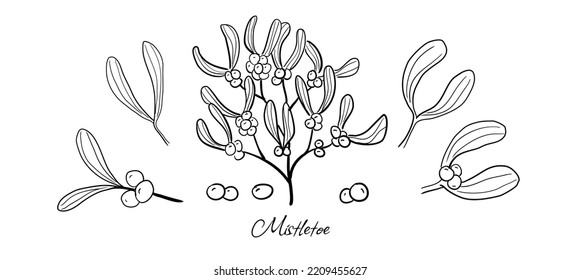 Vector editable Mistletoe - famous Christmas decoration plant. Perfect for greeting cards, Christmas email, gift tags etc.