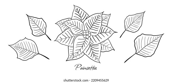 Vector editable Poinsettia (famous Christmas decoration plant) flower and leafs. Perfect for greeting cards, Christmas email, gift tags etc.