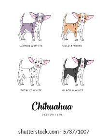 Vector editable sketch of a cute chihuahua puppy of different color types. Isolated on a white background. 
