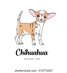 Vector editable sketch of a cute chihuahua puppy dog. Isolated on a white background. 
