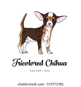 Vector editable sketch of a rare tricolor  cute chihuahua puppy dog. Isolated on a white background. 