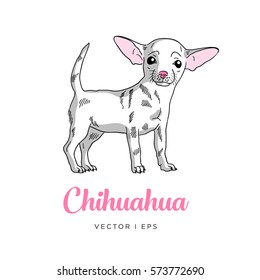 Vector editable sketch of a white cute chihuahua puppy dog. Isolated on a white background. 