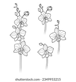 Vector editable stroke line designed orchid flowers illustrations