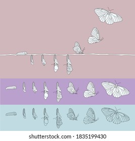 Vector editable stroke line illustration of butterfly transformation