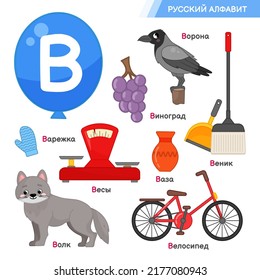 Vector education material  Russian alphabet letter V. Set of cute cartoon illustrations. Inscriptions in Russian: Russian alphabet, crow, wolf, grapes, mitten, scales, vase, broom, wolf, bicycle.
