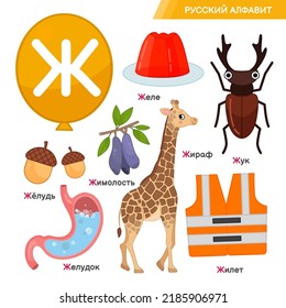 Vector education material Set of cute cartoon illustrations. Written in Russian:  jelly, beetle, stomach, giraffe, honeysuckle, vest, acorn,Russian alphabet,
