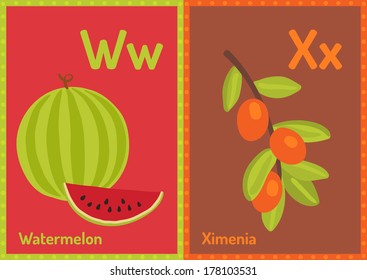 Vector educational cards with alphabet letters in A5 format. W for Watermelon, X for Ximenia