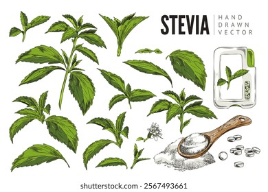 Vector educational poster with branches, flowers, leaves and finished products from stevia plant. Natural sugar substitute. Hand drawn botanical plant. Isolated elements for design. Place for text.