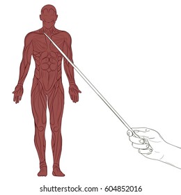 Vector educational poster with human body. Hand holding a pointing stick.