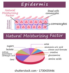 Vector educative scientific poster balanced state skin building. Composition ingredients of Natural moisturizing factor. Moisture humectants diagram. Stratum corneum system. Top layer NMF consisting.