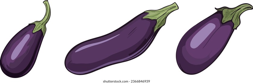 Vector eggplant. Vegetable illustration for farm market menu. Healthy food design