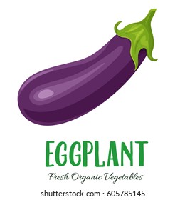 Vector eggplant. Vegetable illustration for farm market menu. Healthy food design
