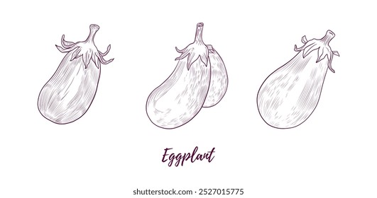 Vektorgrafik von Auberginen, Illustration von Linien, Grafik von Linien. Auberginen-Set. Aubergine brinjal guinea squash. Elegante Linie botanische Illustration. Ideal für jedes Design, Textil, Kunst, Wände, Paket