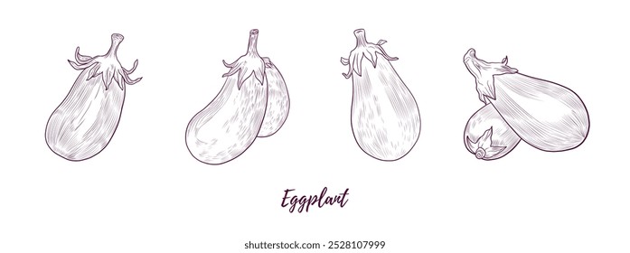 Vector eggplants line art illustration, graphic line art. Set of eggplants. Aubergine brinjal guinea squash. Elegant line botanical illustration. Great for any designs, textile, art, walls, package