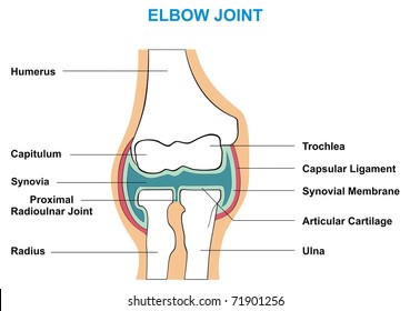 VECTOR - Elbow Joint Cross Section Showing the Major Parts which made the Elbow Joint capsular ligament articular cartilage synovial membrane synovia capitulum trochlea humerus radius ulna