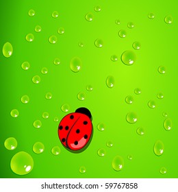 Vector elegant green background with waterdrops and ladybug