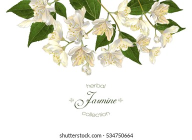 Vector elegant jasmine flower banner on white background. Design for herbal tea, health care products, natural cosmetics, essential oil. Can be used as greeting card or wedding invitation