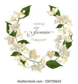 Vector elegant jasmine flower round frame on white background. Design for herbal tea, health care products, natural cosmetics, essential oil. Can be used as greeting card or wedding invitation