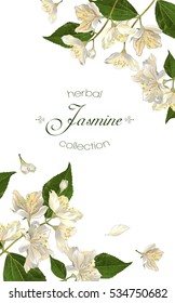 Pancarta vertical de flores de jazmín sobre fondo blanco. Diseño para el té de hierbas, productos sanitarios, cosméticos naturales, aceite esencial. Se puede utilizar como tarjeta de felicitación o invitación de boda