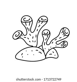 vector element, black and white drawing of a marine inhabitant, doodle coloring, seaweed