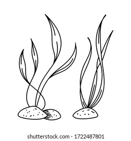 vector element, black and white drawing of a marine inhabitant, doodle coloring, seaweed, coloring book