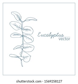 Vector element branch of eucalyptus. Blue outline, isolated on a white background, drawn by hand. For creating designs, cards, botanical books, coloring books.