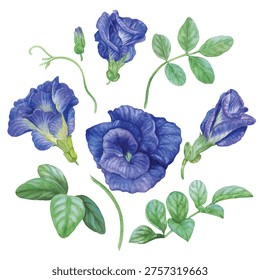 Vector element of butterfly pea with hand draw watercolor.